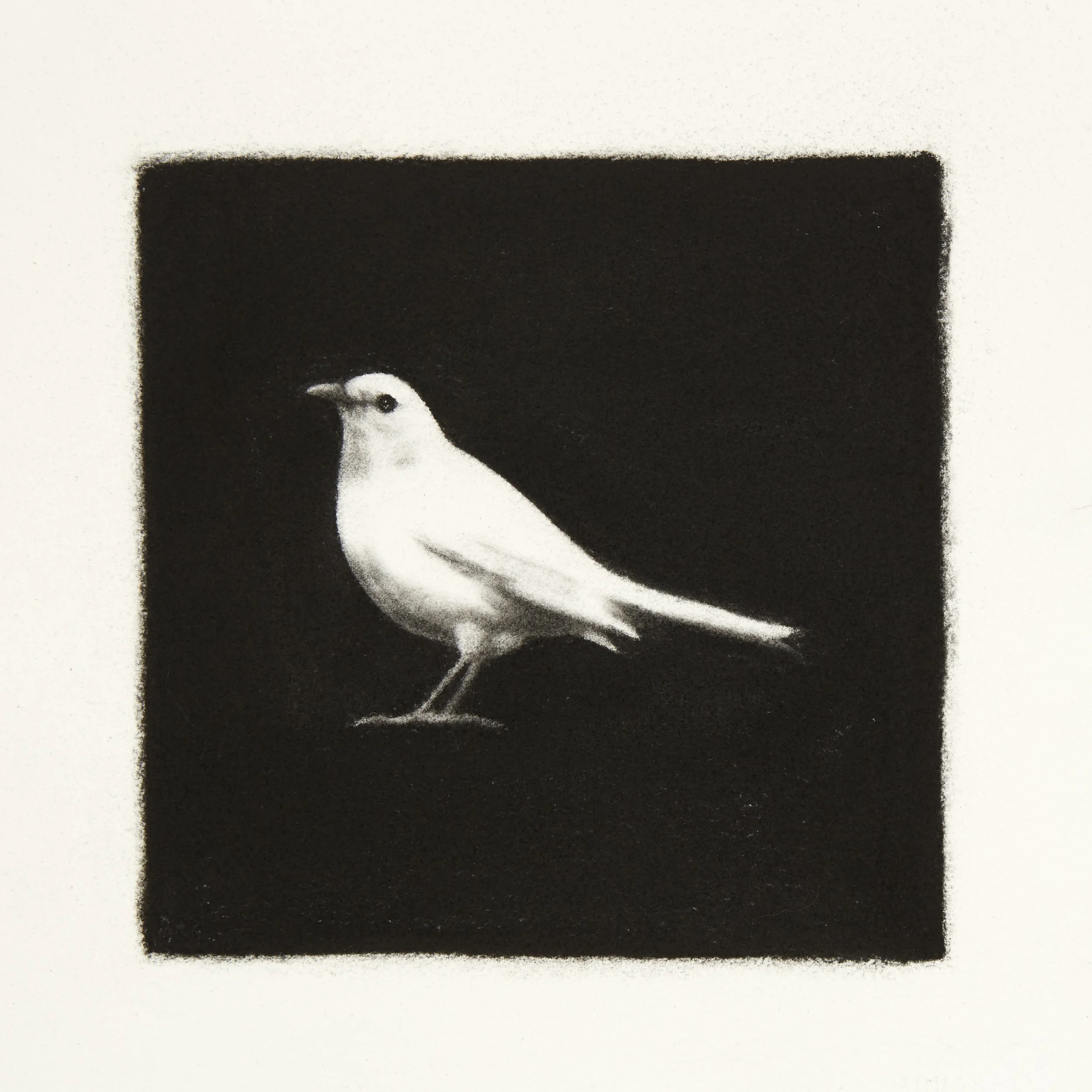 White Blackbird - 300dpi.jpeg