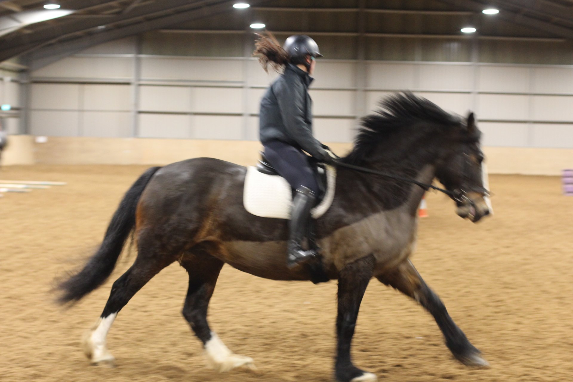 What to think about on a Cantered Horse. Why Canter is Important for