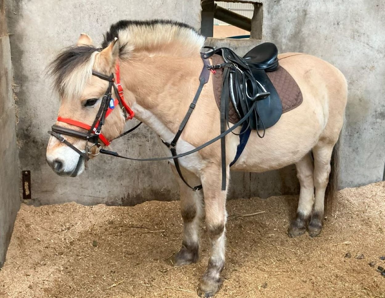 A Comprehensive Guide To Different Types Of Horse Clips Strathorn a-comprehensive-guide-to-different-types-of-horse-clips-strathorn
