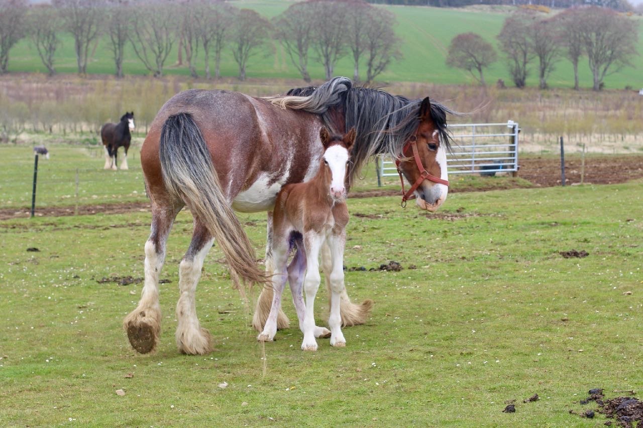 Newborn Clydesdale Foal