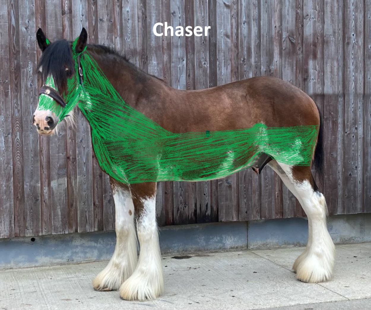 A Comprehensive Guide to Different Types of Horse Clips — Strathorn