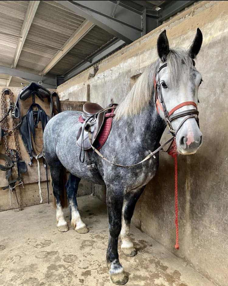 Dappled Grey Horses The Beauty Behind the Phenomenon — Strathorn