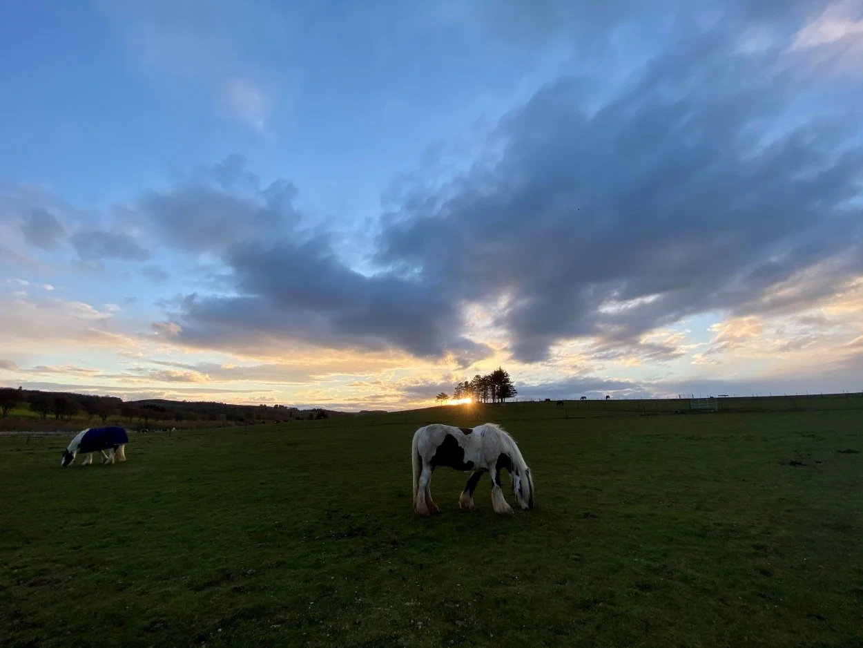 Why do horses nod their heads? — Strathorn