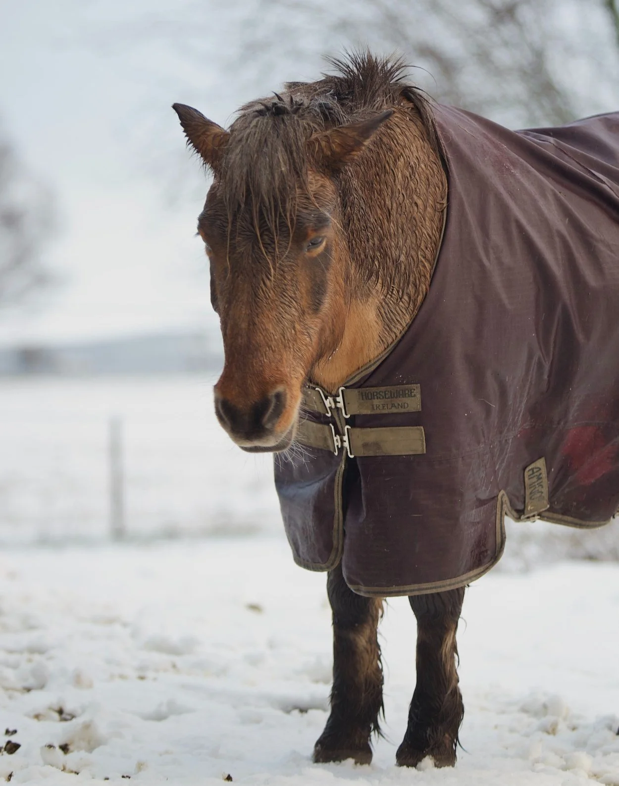 How To Measure Your Horse For A Rug — Strathorn