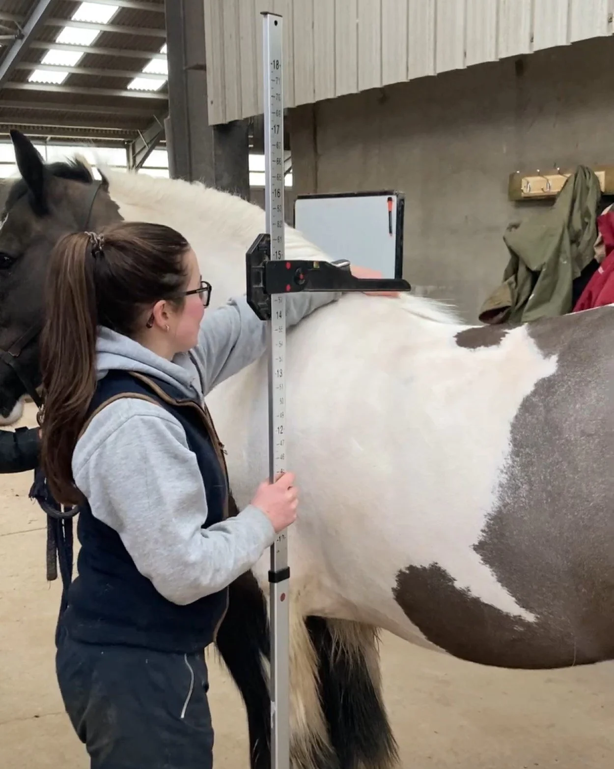 Why Horses Are Measured in Hands Horse Hand Unit Guide — Strathorn