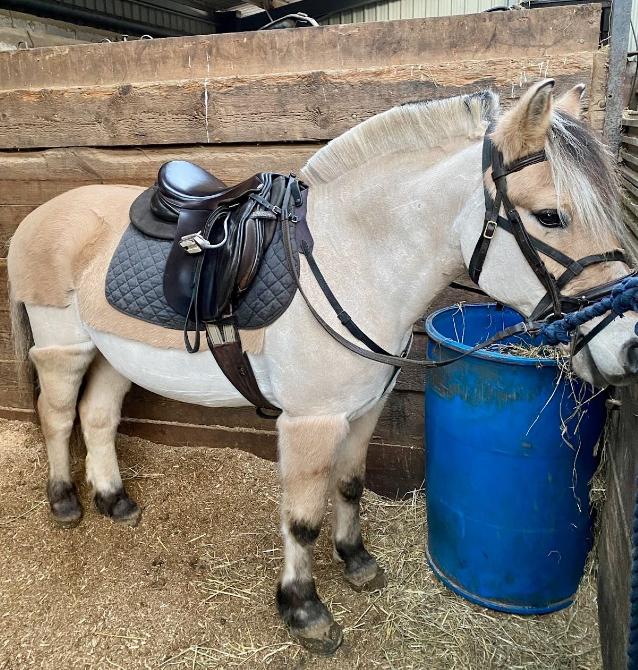 A Comprehensive Guide To Different Types Of Horse Clips Strathorn A Comprehensive Guide To Different Types Of Horse Clips Strathorn