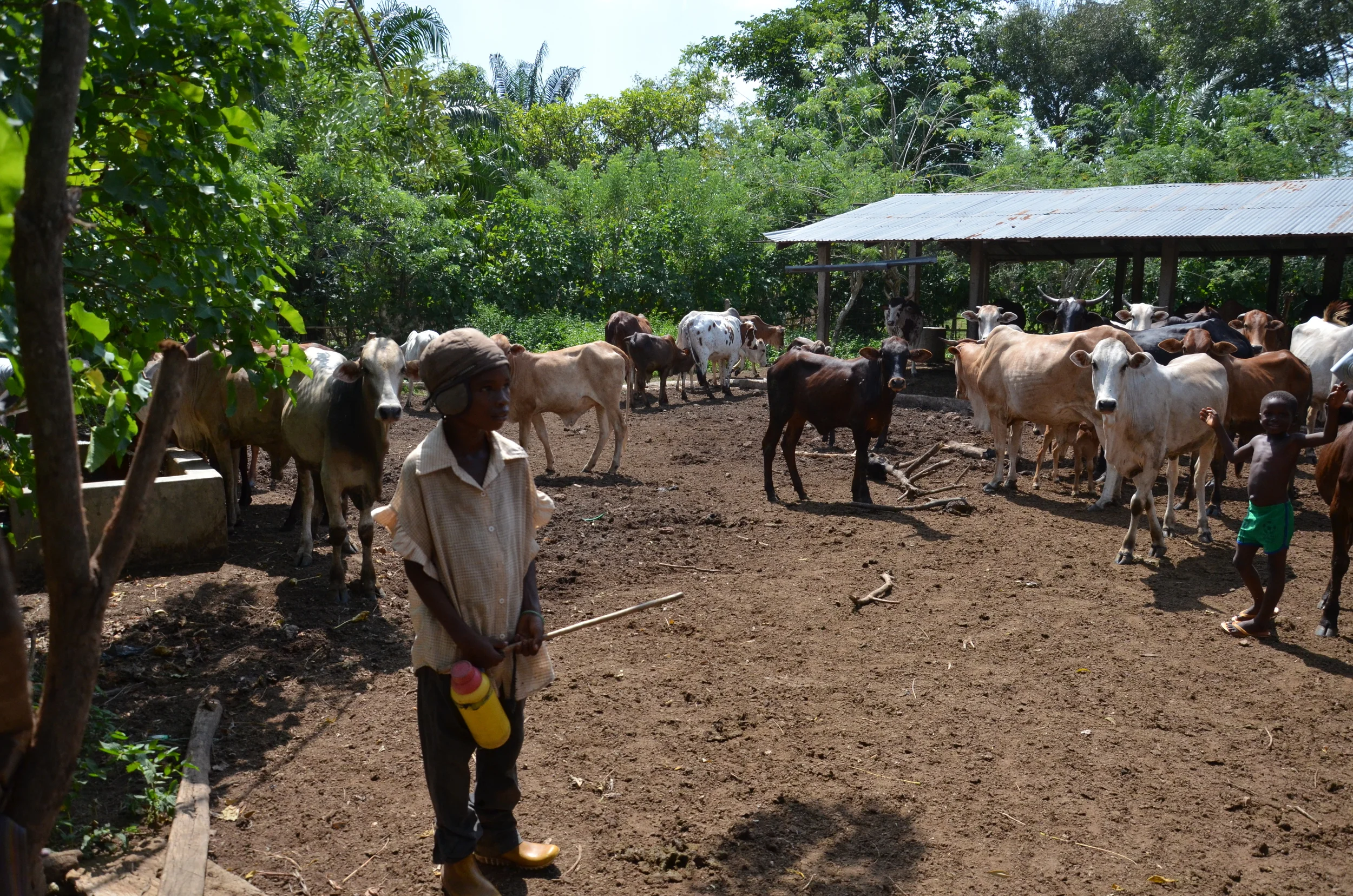 Son of the cows keeper at the Farm Ankoh, Togo. © Ariane Lavrilleux