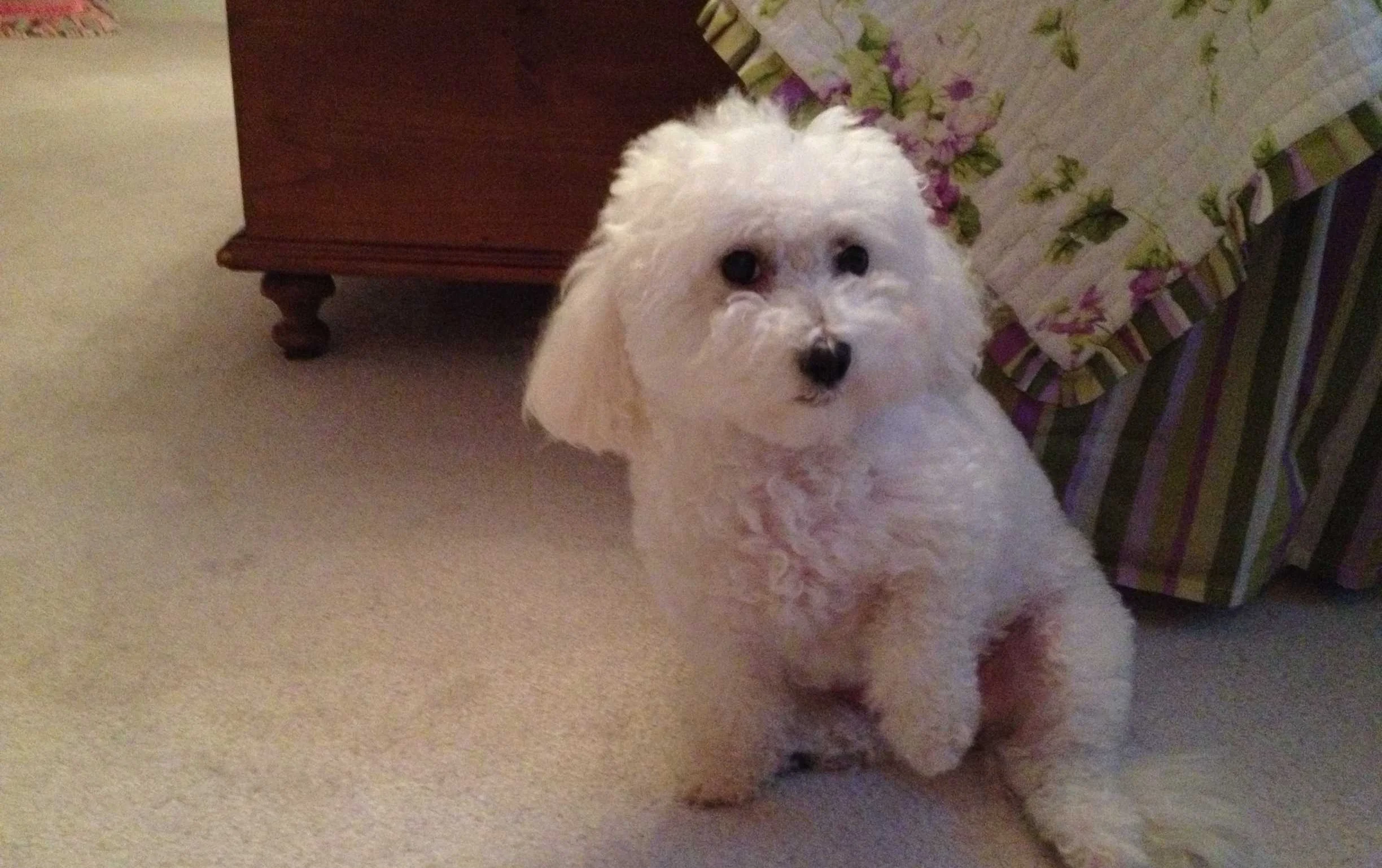 lulu sgilbert dog.JPG
