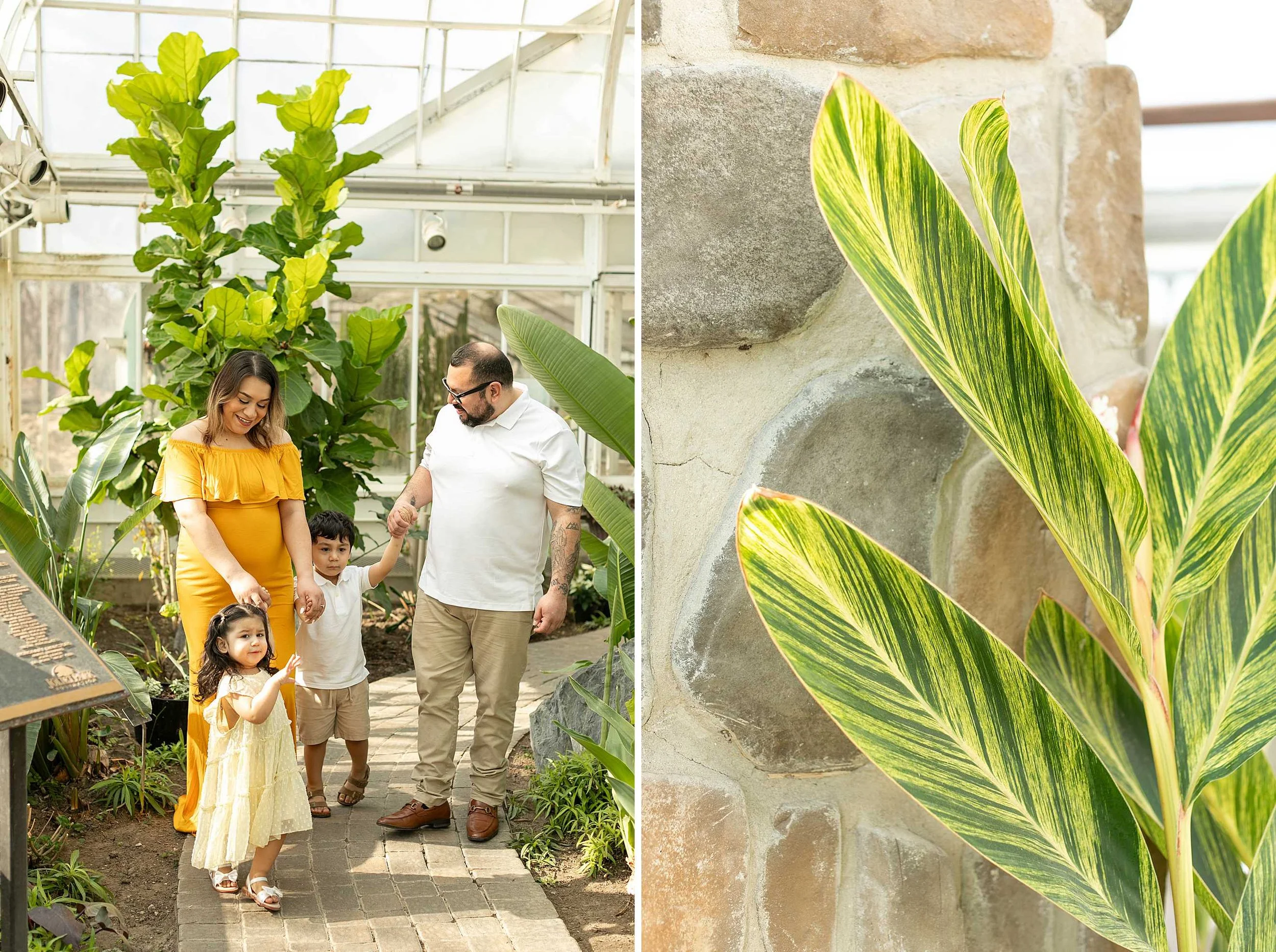 Winter bird haven greenhouse maternity family session yellow maternity dress joliet illinois