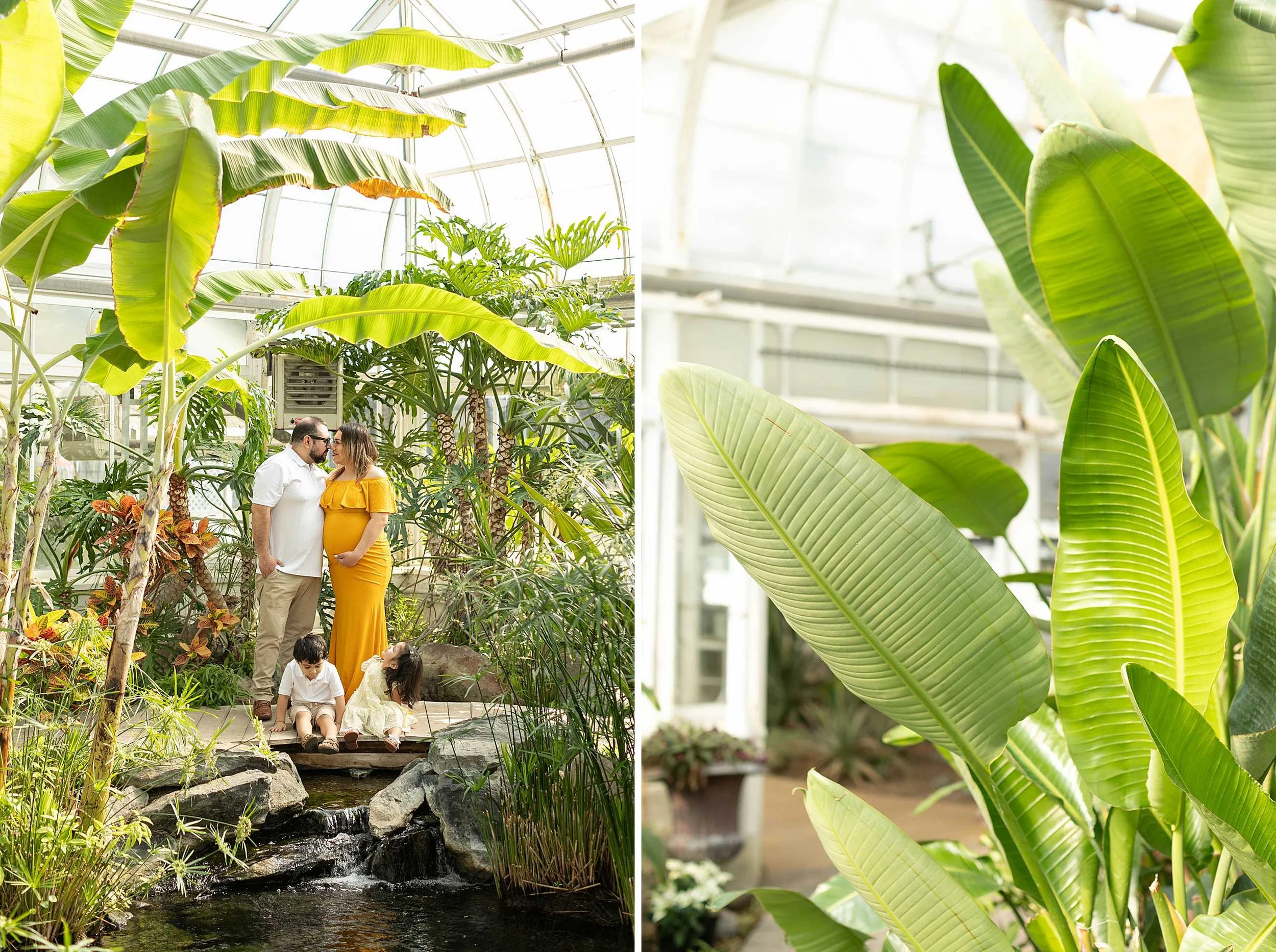 Winter bird haven greenhouse maternity family session yellow maternity dress joliet illinois
