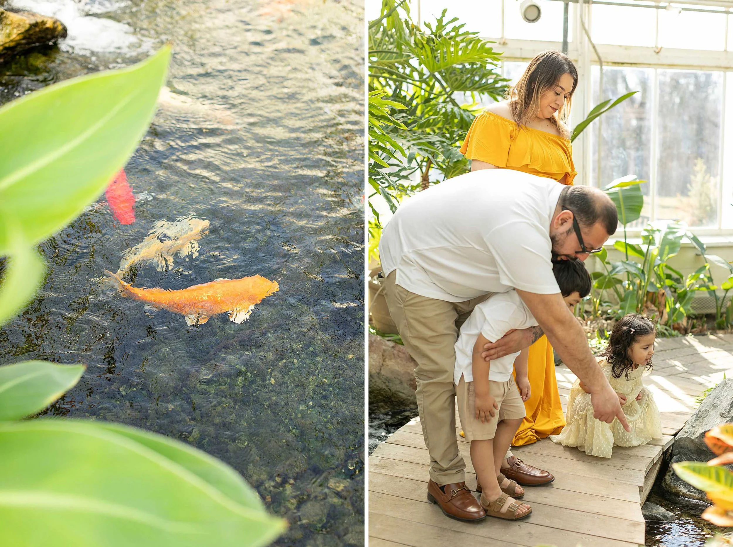 Winter bird haven greenhouse maternity family session yellow maternity dress joliet illinois