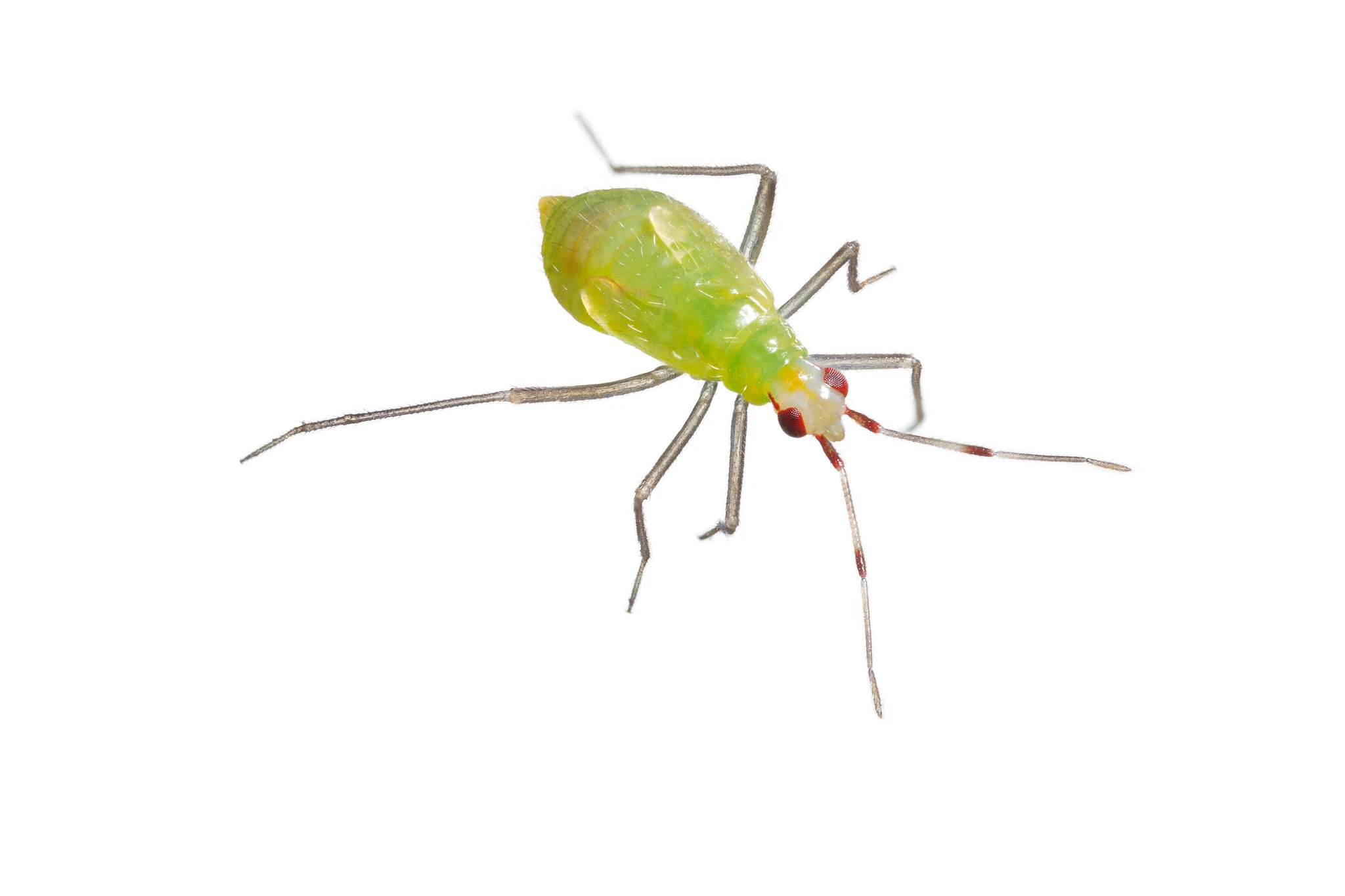 Plant Bug Nymph
