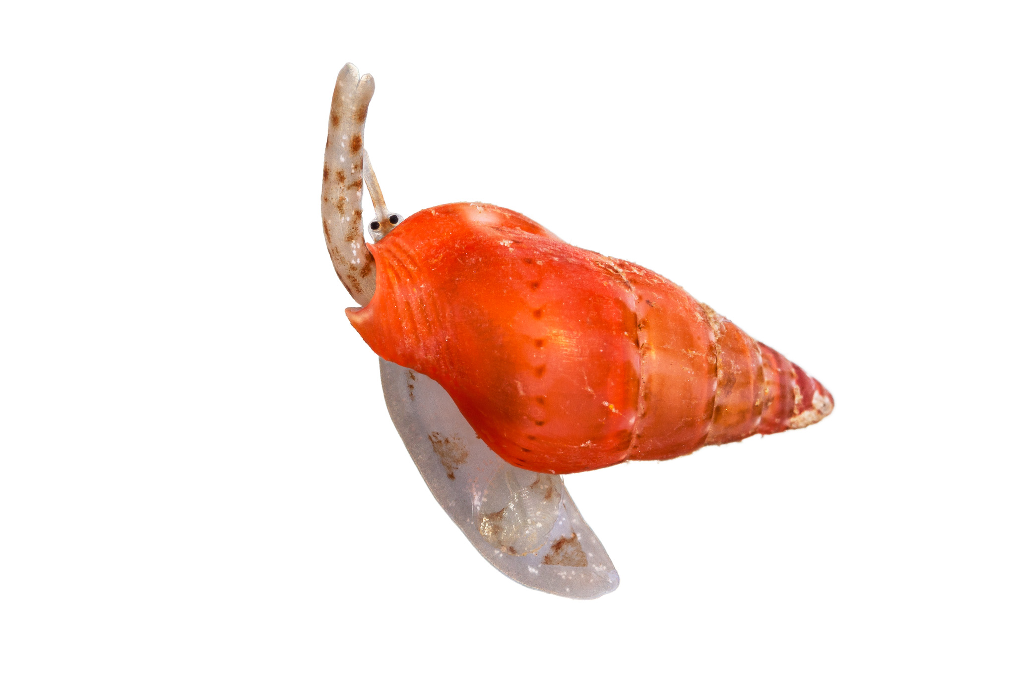 Mutated dove snail
