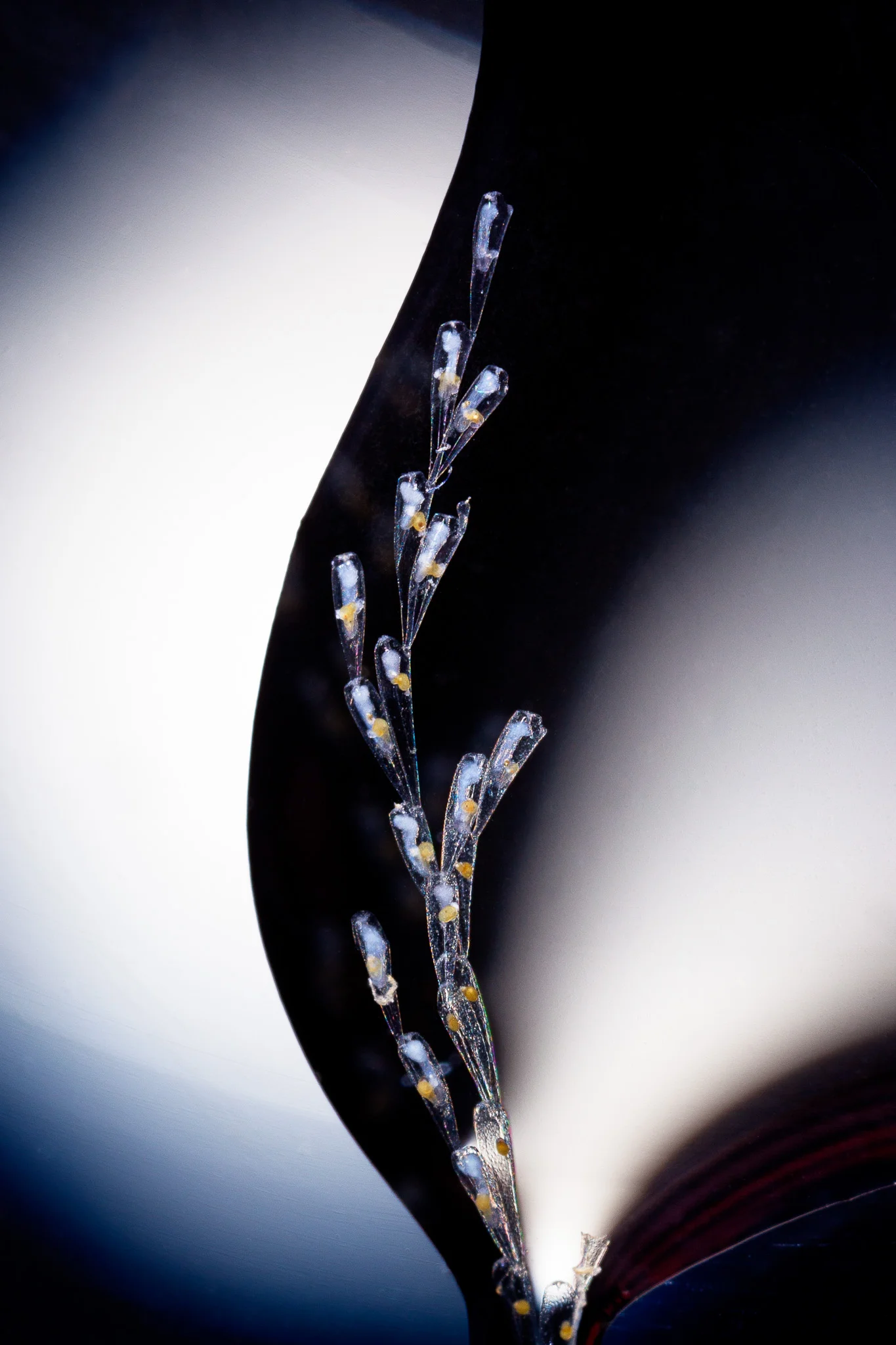 Arborescent Bryozoans