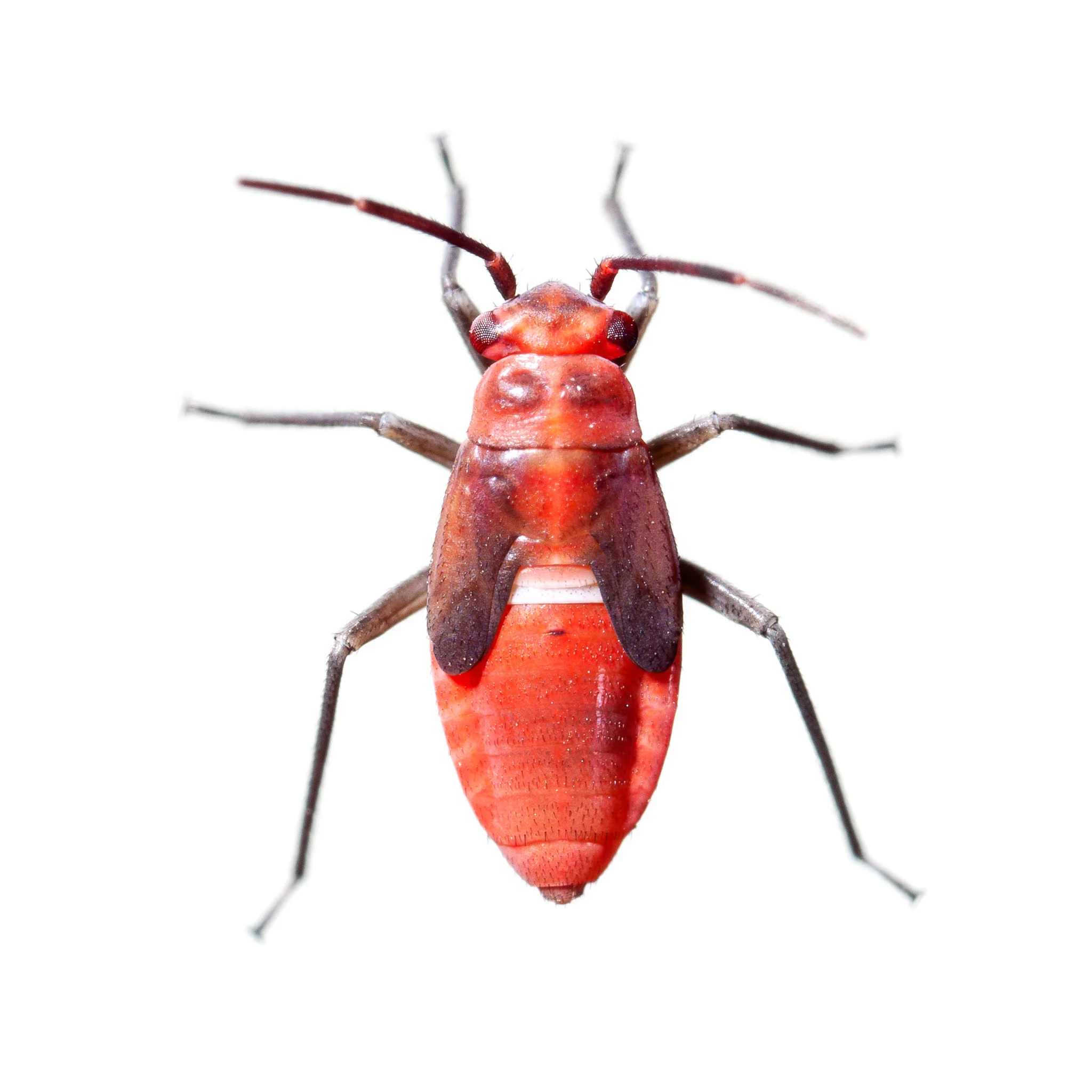 Plant bug nymph