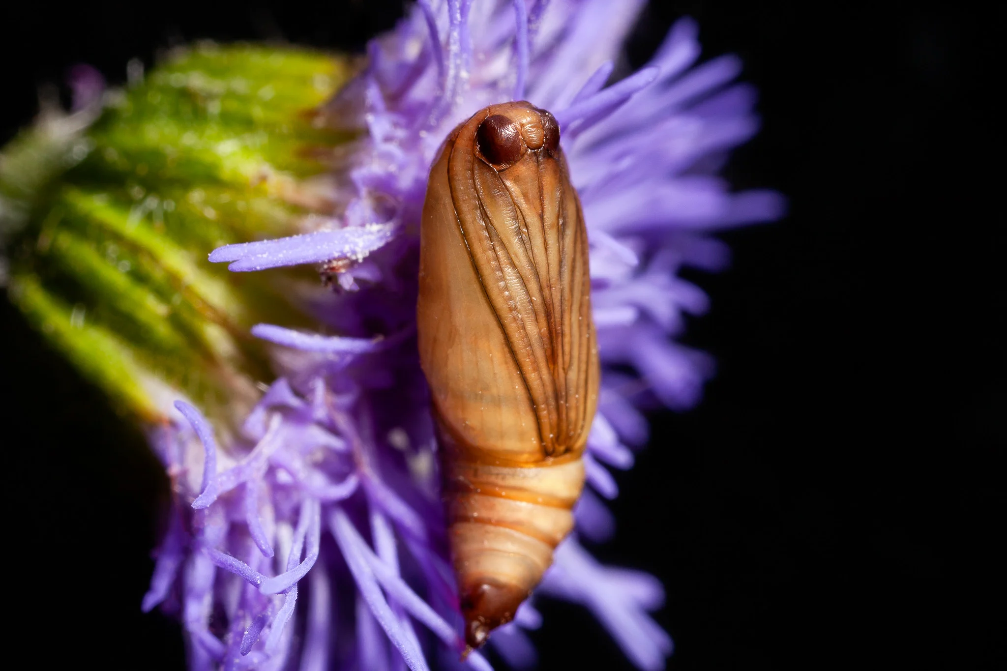 Moth pupa
