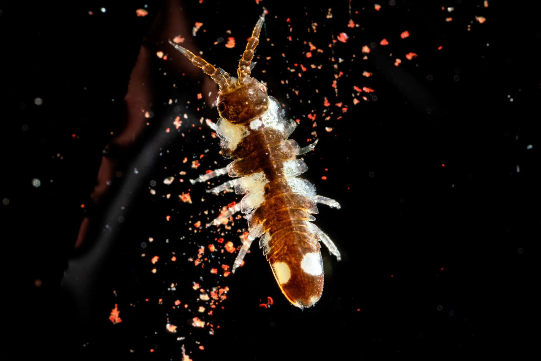 Marine Isopod