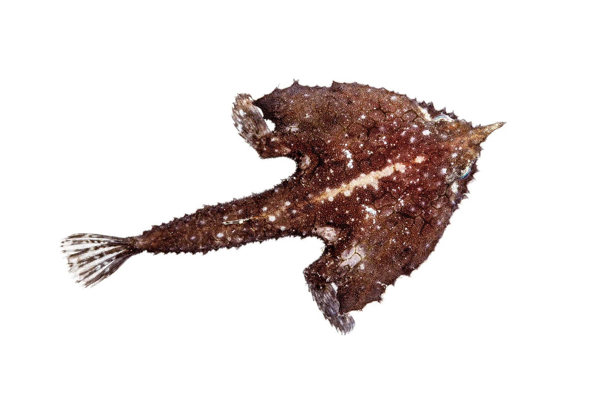 Grotesque Batfish