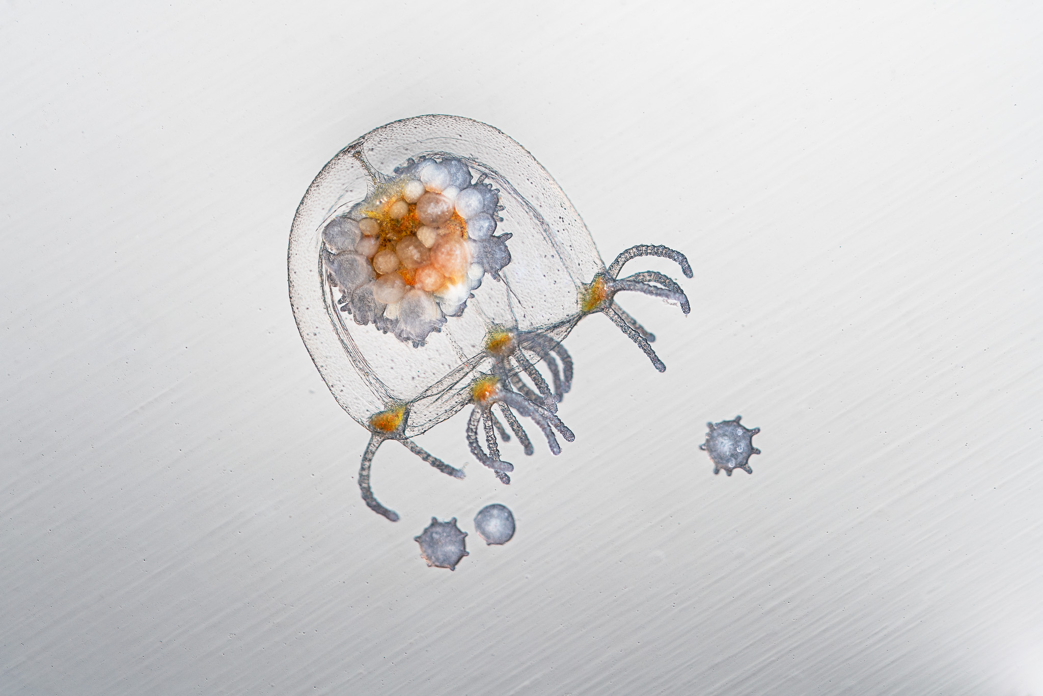 Immaculate Jellyfish Conception