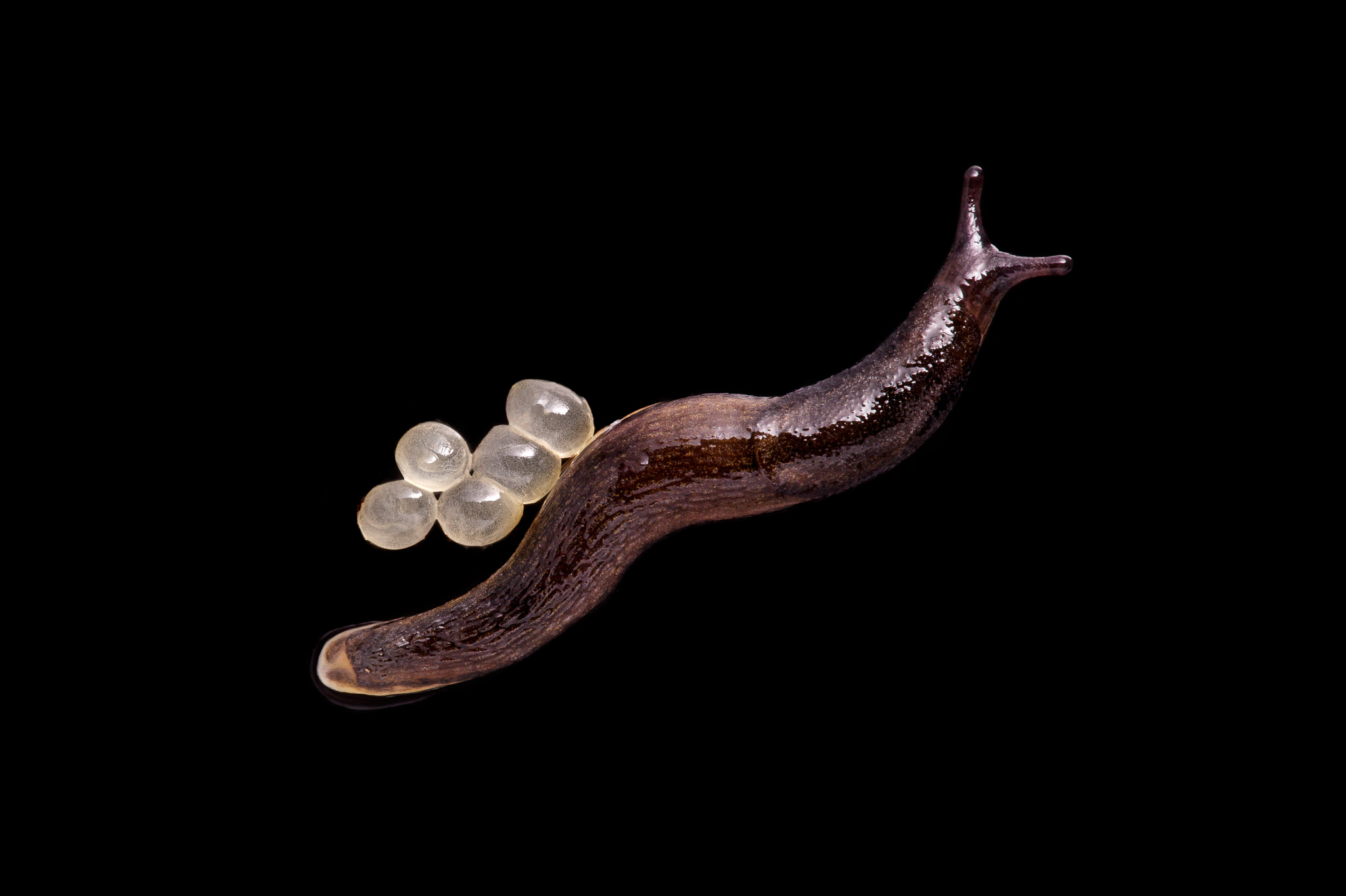 Hermaphroditic slug with babies