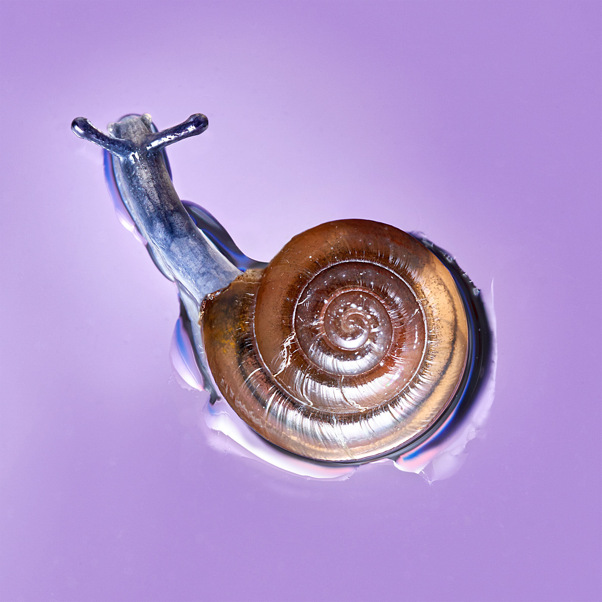 Draparnaud's glass snail
