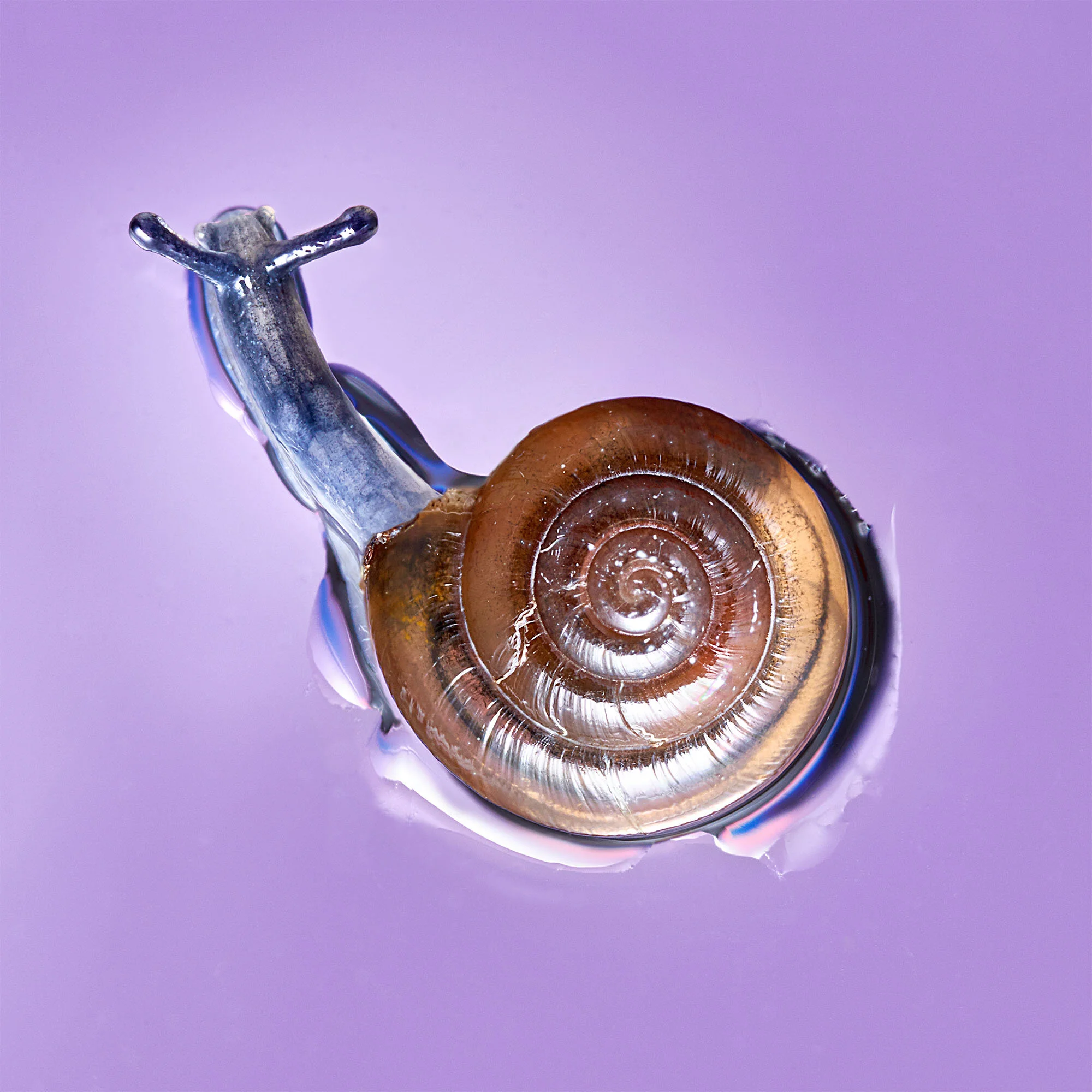 Draparnaud's glass snail