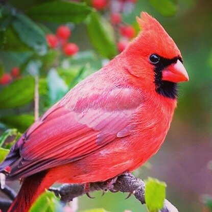 Spring is here, Summer is just around the corner, and the Cardinals are loving it! What is your favorite time of year?