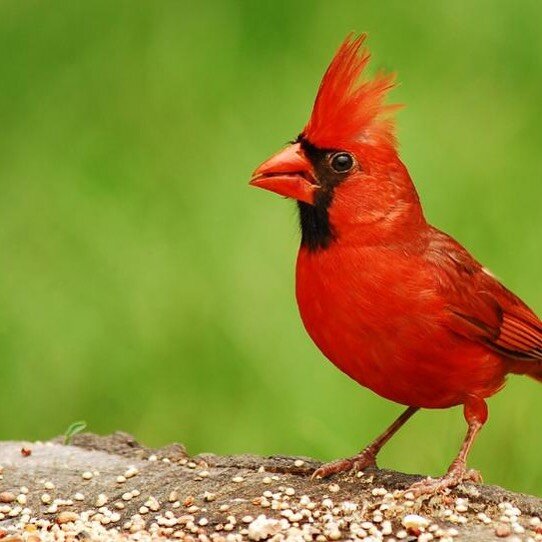 Did you know?.. Cardinals, in the family Cardinalidae, are passerine birds (relating to or denoting birds of a large order distinguished by feet that are adapted for perching, including all songbirds) found in North and South America. They are also k