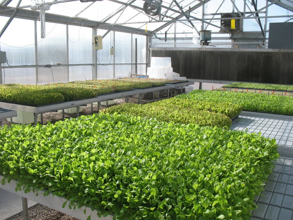 Micro-greens1-1024x768.jpg