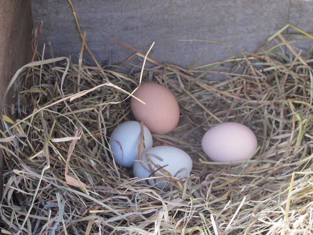 eggs_nestbox.jpg
