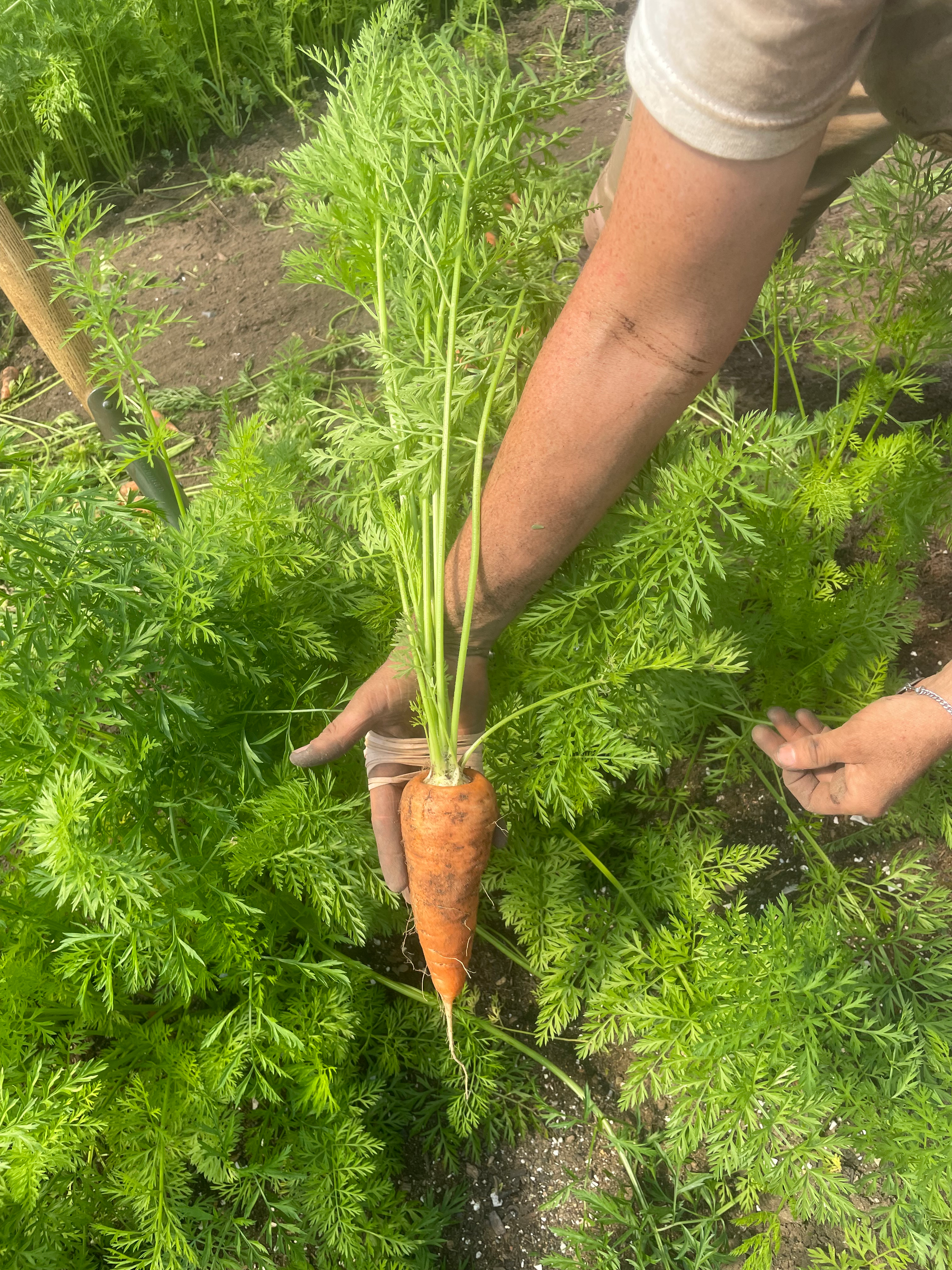 big carrot.png