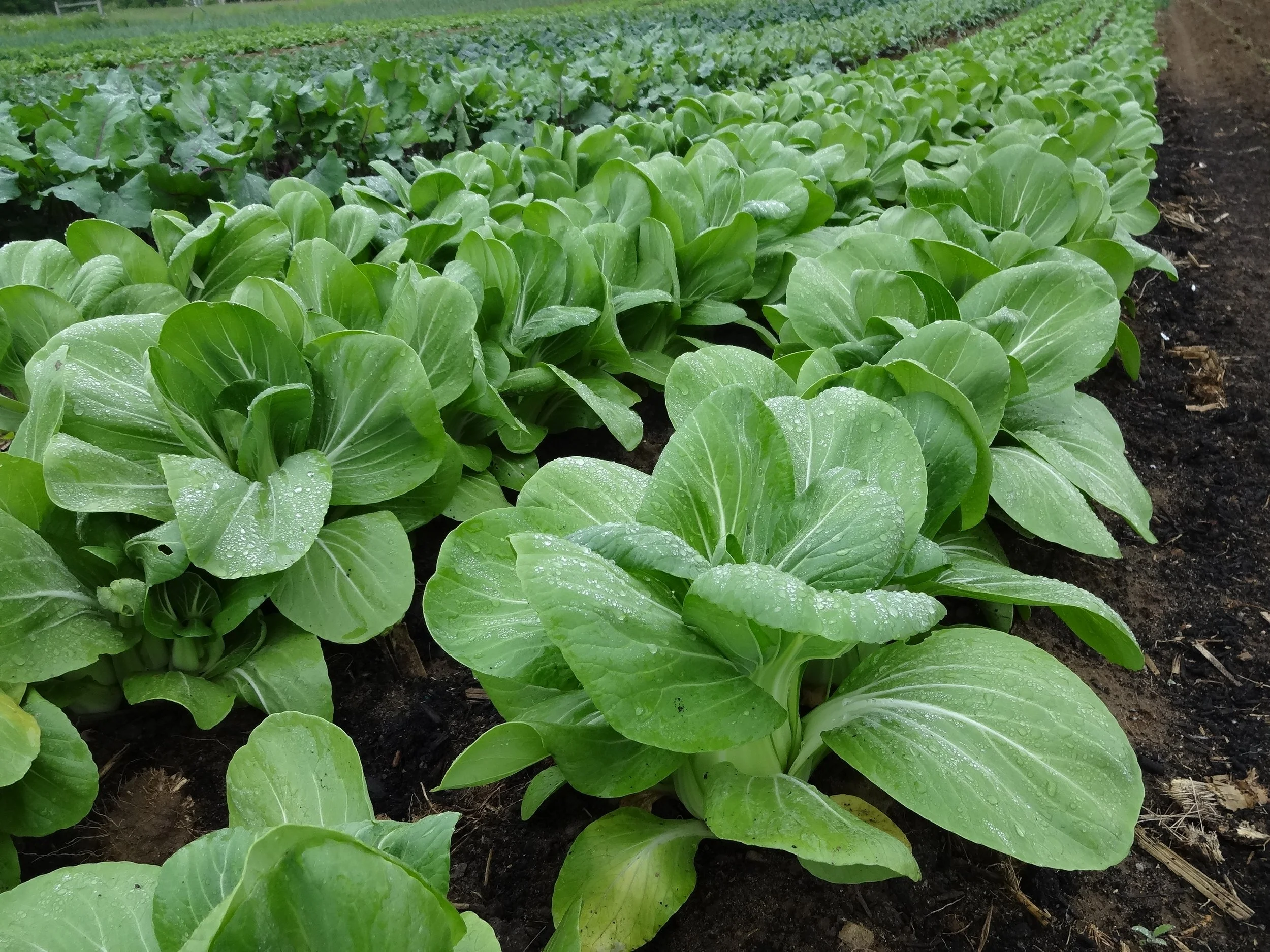 Boc Choi in Greenhouse.JPG