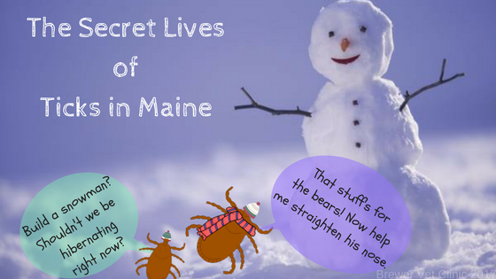 A live look into the snowy lives of Maine ticks.