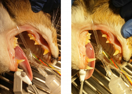 Feline patient, before and after their dental cleaning. Notice the heavy amounts of tartar removed!