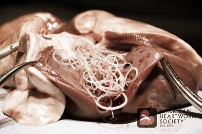 Heartworm infested heart. Photo from the American Heartworm Society website.