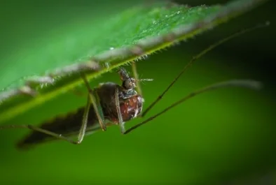 mosquito.jpg