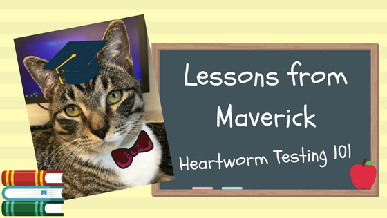 Lessons from Maverick - Heartworm Testing 101