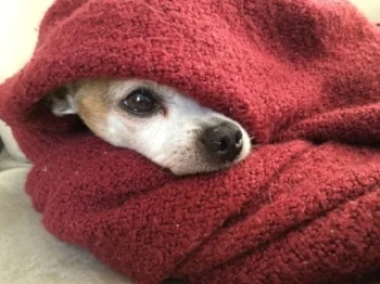 dogblanket.jpg