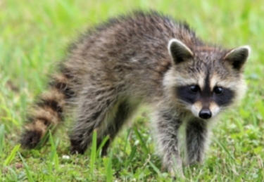 Rabies Virus in Maine - How Common Is It? — Brewer Veterinary Clinic