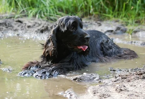 dogwater.jpg