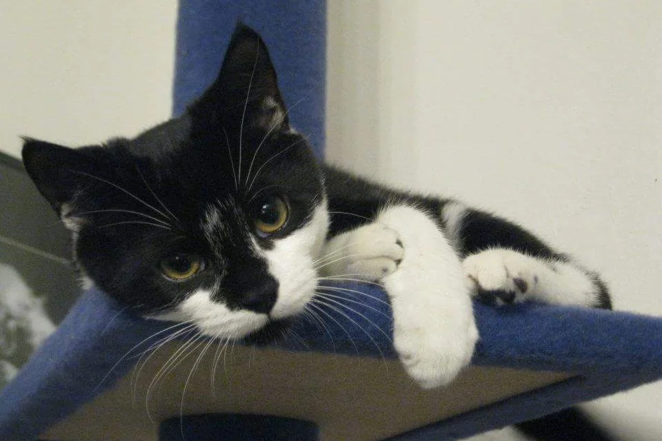 Mumford enjoying his cat tree as a wee kitten.