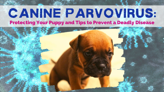 can parvo spread to other dogs