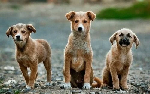 do adult dogs get parvo