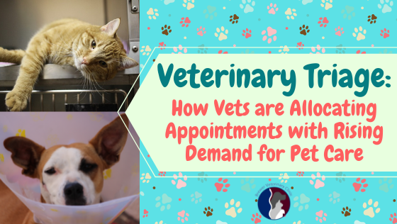 Veterinary Triage: How Vets Are Allocating Appointments with Rising Demand for Pet Care