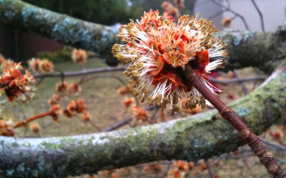The beautiful flower of a Red Maple (Acer rubrum)