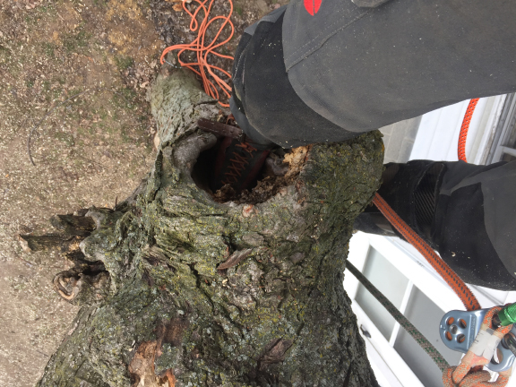 This Maple had multiple cavities from poor pruning maintenance.