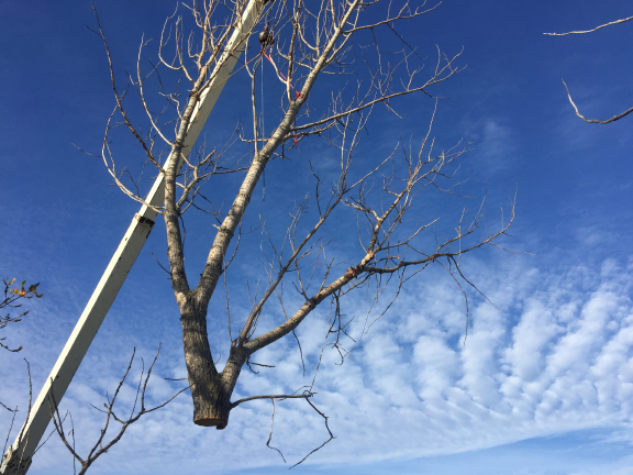 This large "Widow Maker" was removed with a crane from a large Cottonwood tree in Fort Gratiot, Michigan.