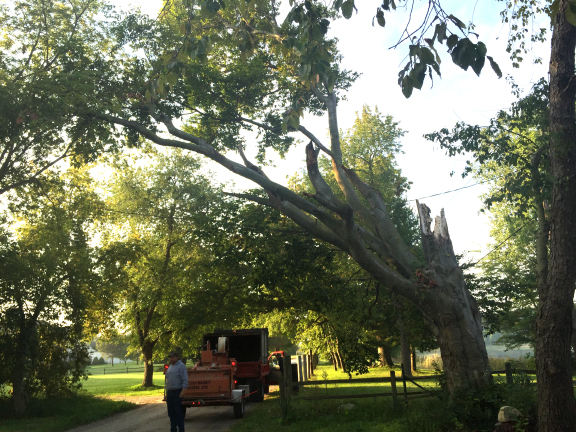 Here is the tree before hand. There is quite a bit of weight over the road.