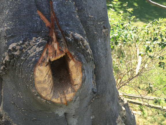 This cavity will make a great home for birds or bats! This entry led into an interior spot of decay.