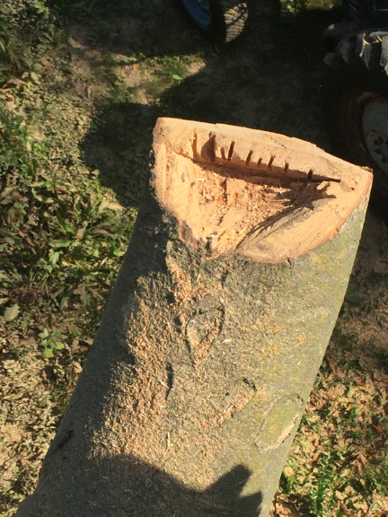This bowl can hopefully give squirrels a place to build their nest.